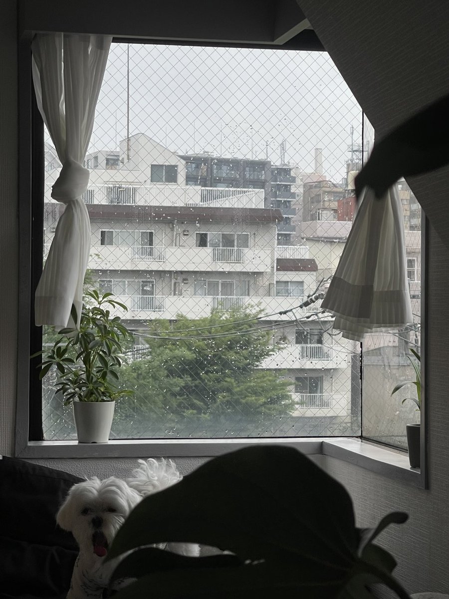 cjbvm76's tweet photo. 在宅の日々、通勤の慌ただしさはなく、
ただ雨��音、コーヒーの香り、そしてふわふわの存在だけ。 https://t.co/2VGat00rir