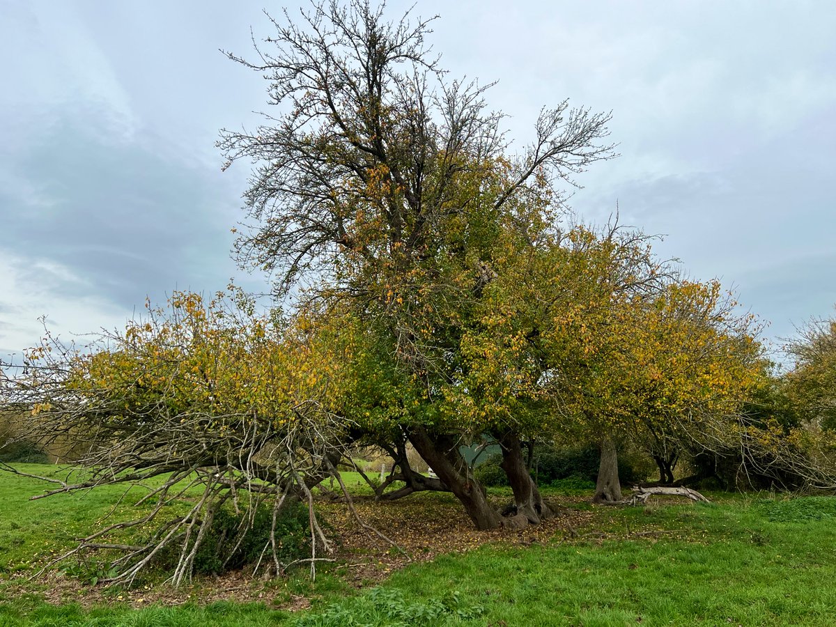 TiCLme's tweet image. Today, a really #greattree for you 🤩

The Holme Lacy pear tree 🍐 

Probably the oldest pear tree in the world (and, at one time, almost certainly the biggest)

Great Trees of Britain #GTOB 🏆🌳 🇬🇧 
#GreatTreesof #Herefordshire