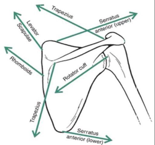 Forces acting on the scapula.