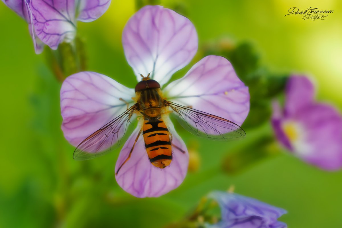DZPhotographyde's tweet photo. In der Stille des Gartens entdeckt man oft die größten Schönheiten – wie diese Schwebfliege, die zwischen den Blüten tanzt.
Ein kurzer Moment, eingefangen für die Ewigkeit.💚
#Makrofotografie #Naturwunder #Schwebfliege #Blütentanz #Fotoliebe #NaturePhotography #CloseUpMagic https://t.co/j12yY2Ycmk