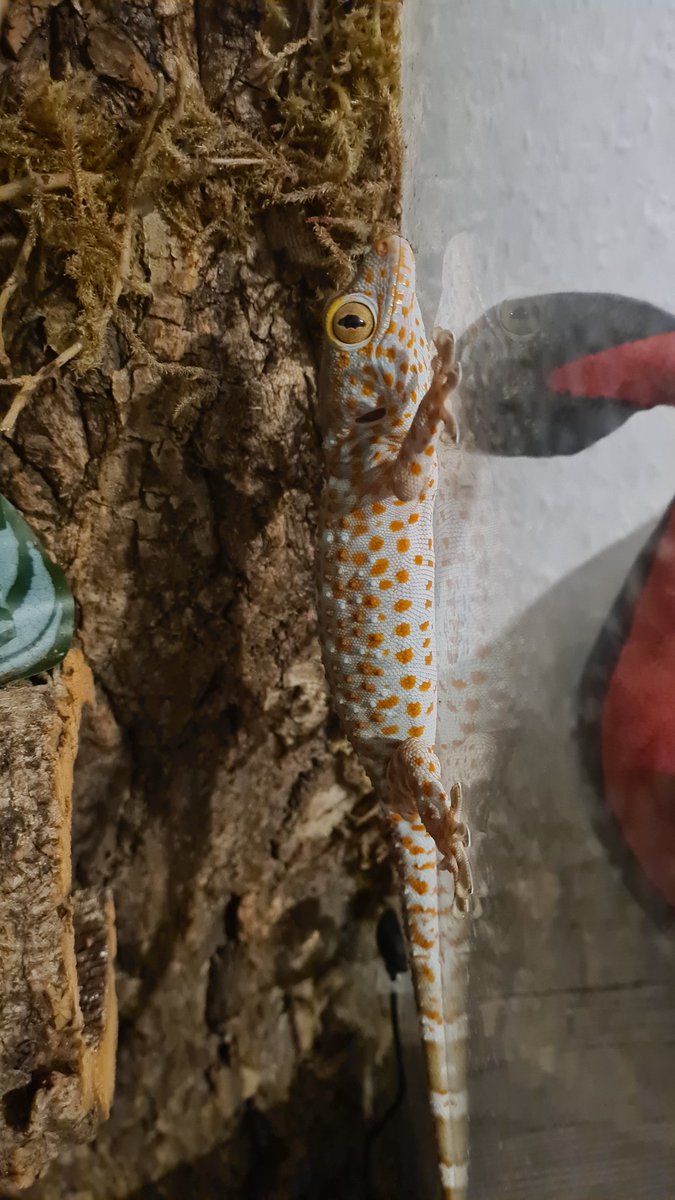 Vito di Salvo 🐉💙💚🦎 tweet media