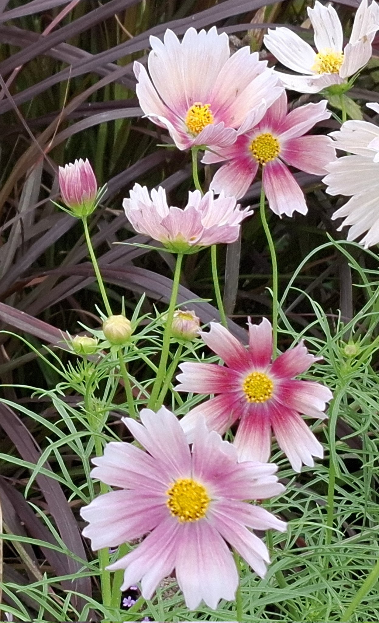 meme◡̈chanஐ⋆*様ご確認用秋色紫陽花ドライフラワー中輪40輪分ヘッド Hiroshi.Shimizu.Yozakura on X: 