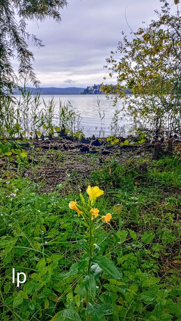 Good start to a new week 🩶🌼🩶