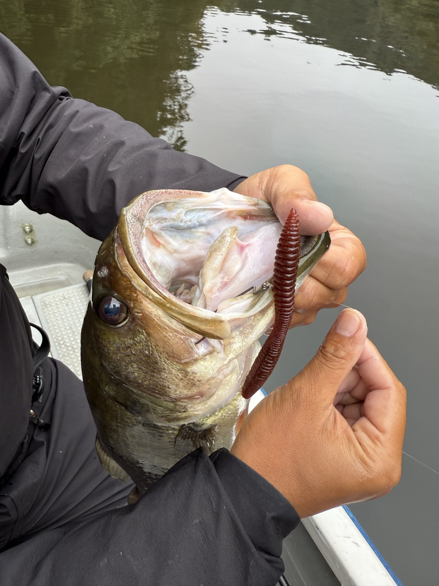 ３３歳からの週末のアングラー 33歳からの週末のアングラー 33歳からの週末のアングラー