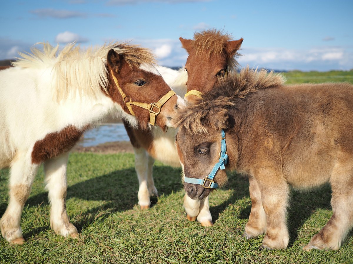 ぽんぽん🐾 (@franchise_pon) / Posts / X