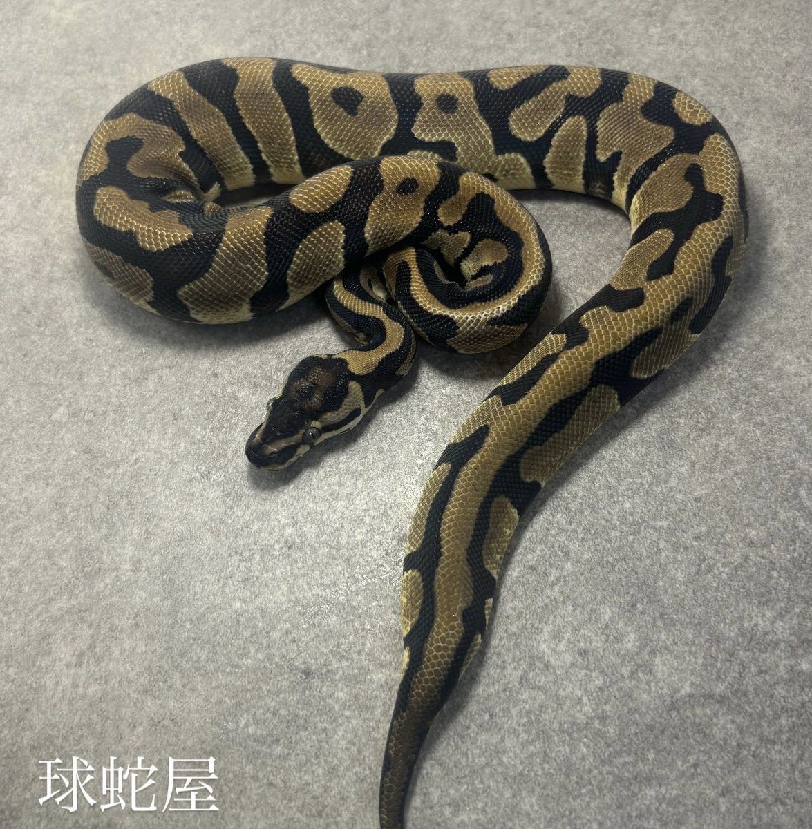 tamahebi_bp's tweet image. 10/26(日) 13時〜17時まで事業所開放を行います。
久しぶりの開放日です🙇♂️
お話だけ、見るだけでも結構ですので是非お越しください💪🏼
10/26限定冷凍マウス10%OFFにて販売いたします!
※10%OFFは現金のみとなります
住所 大阪府岸和田市葛城町2956-38
#ボールパイソン
#ballpython
#爬虫類
#球蛇屋
