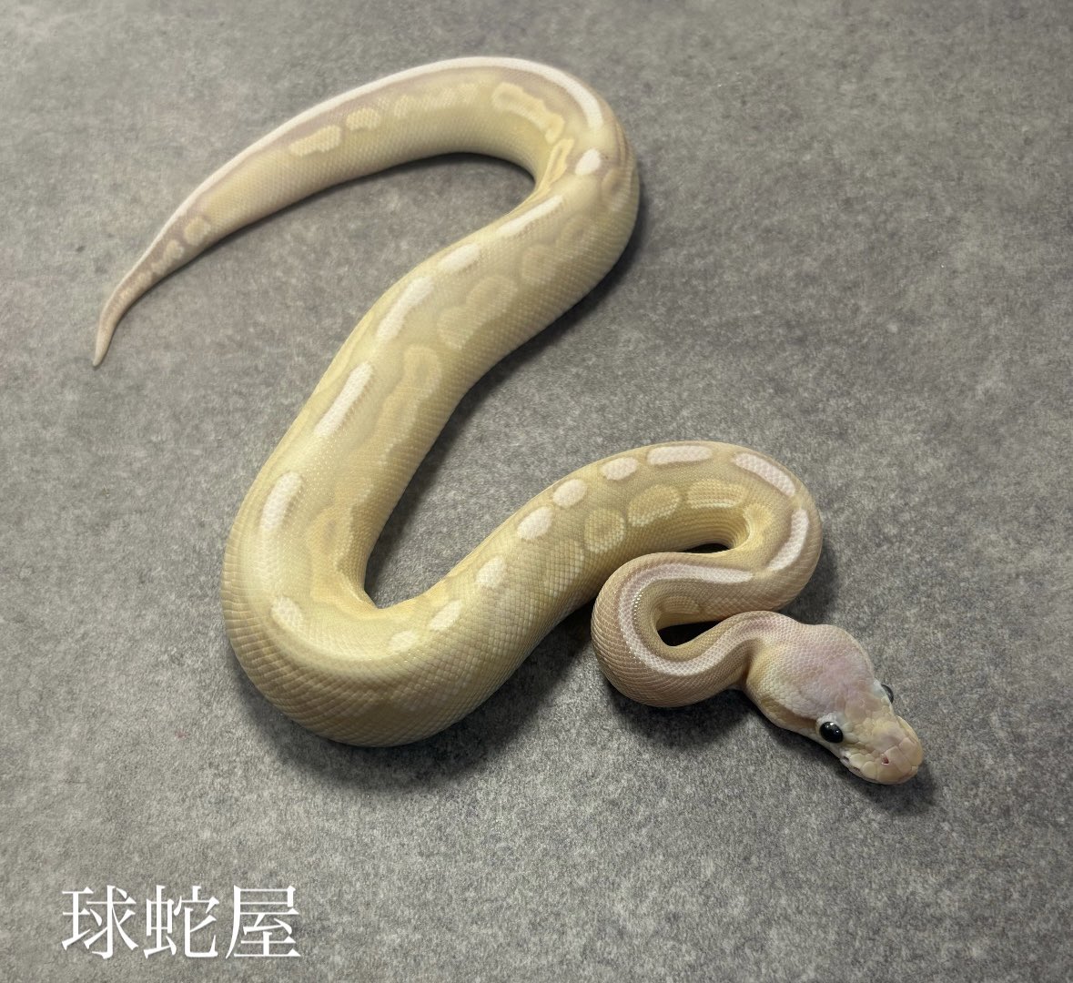tamahebi_bp's tweet image. 10/26(日) 13時〜17時まで事業所開放を行います。
久しぶりの開放日です🙇♂️
お話だけ、見るだけでも結構ですので是非お越しください💪🏼
10/26限定冷凍マウス10%OFFにて販売いたします!
※10%OFFは現金のみとなります
住所 大阪府岸和田市葛城町2956-38
#ボールパイソン
#ballpython
#爬虫類
#球蛇屋