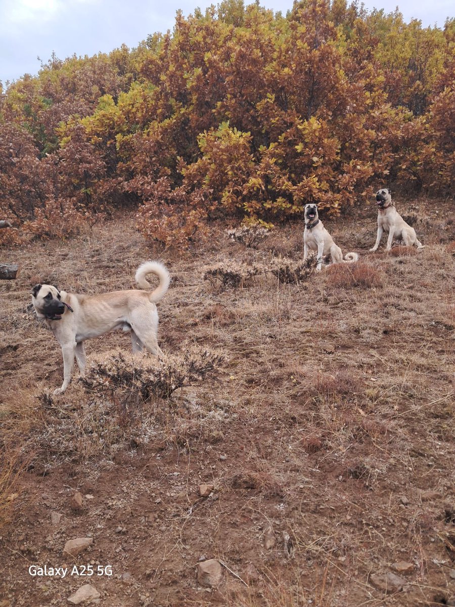 YurtseverBrs's tweet image. Payiz Bingöl