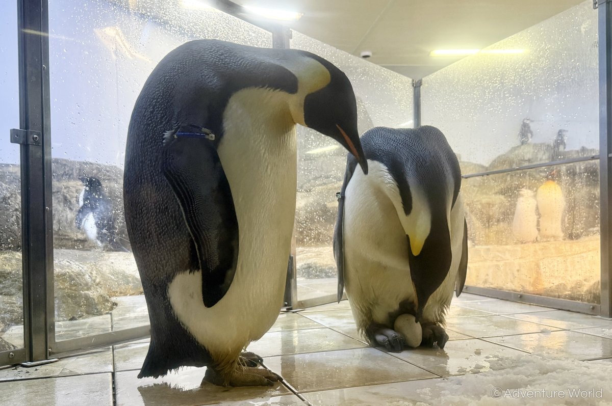 4年ぶり誕生のエンペラーペンギン赤ちゃん
親鳥の抱卵中止に伴い、若い未経験ペアに子育てを託す自然育雛へ

9/30に誕生したエンペラーペンギンの赤ちゃんは、現在「初期人工育雛」を実施しており、10/21(火)より親鳥とは別の若いペアのもとへ移して自然育雛へ移行していきます。