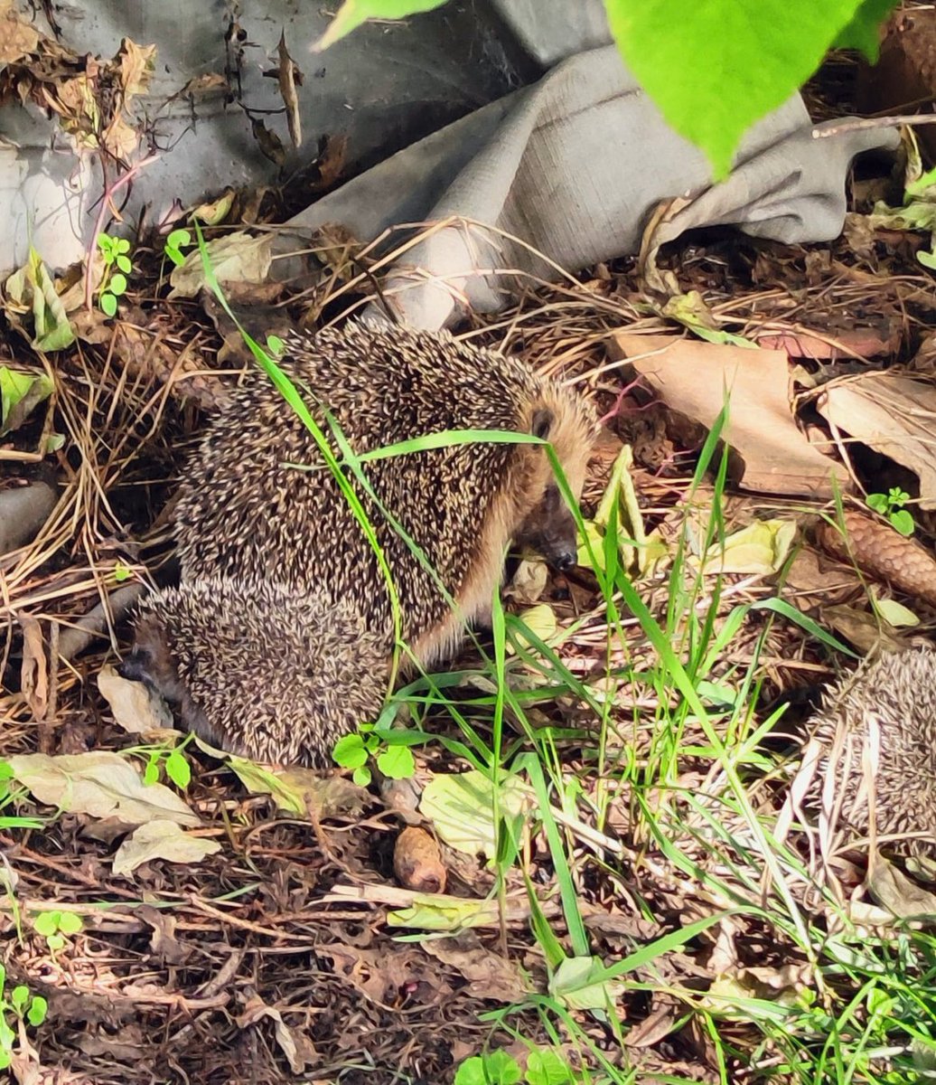 Schönster Besuch im Herbst.🦔🦔🦔