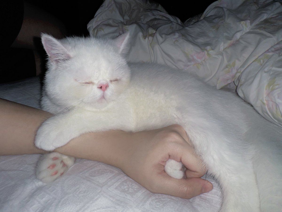 coconut_miracle's tweet photo. 嬉しすぎて睡眠なんてしてる場合じゃない（寝不足） https://t.co/dITk6wan0B