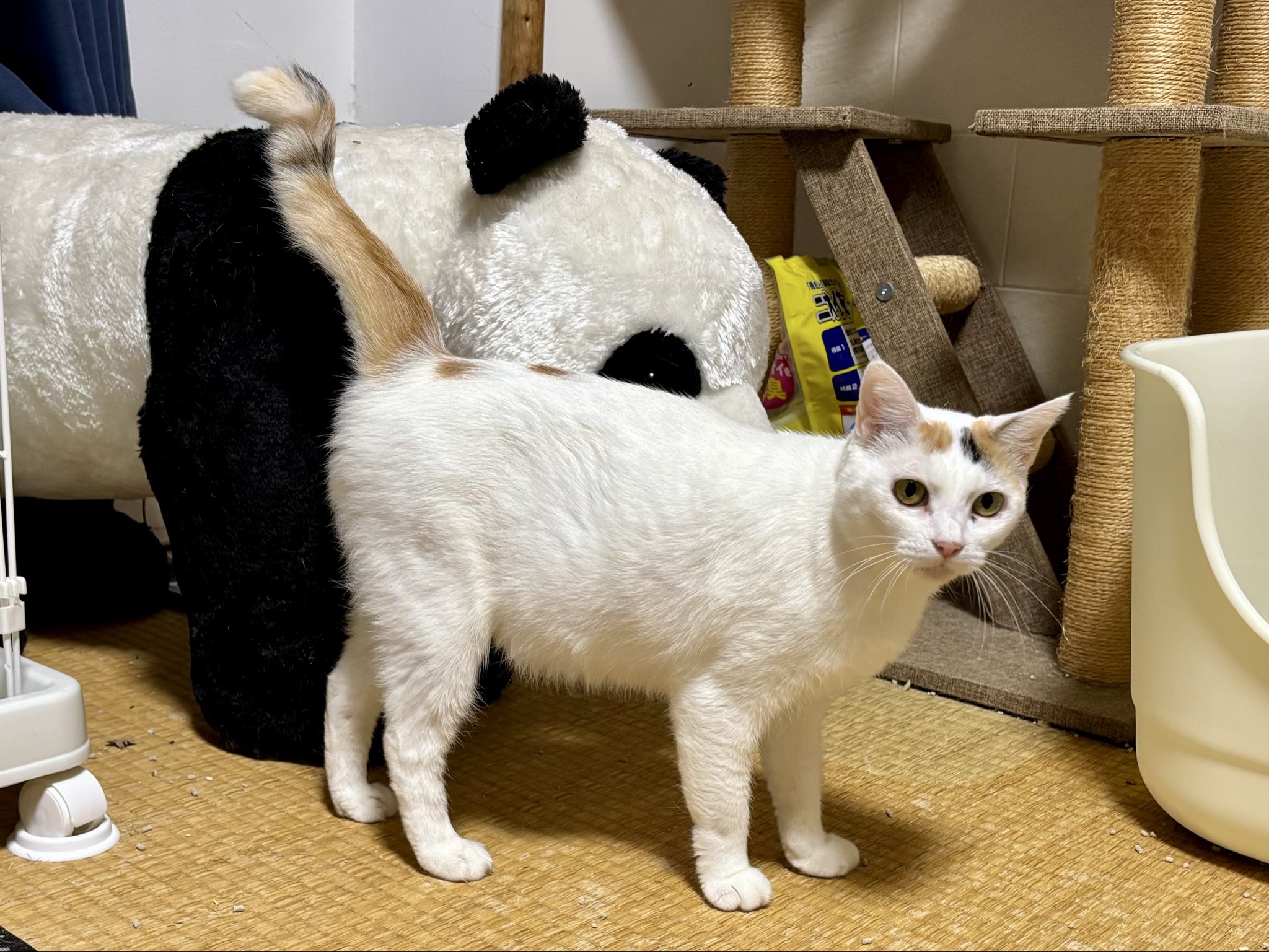 Puchinya® (@punanko) / X