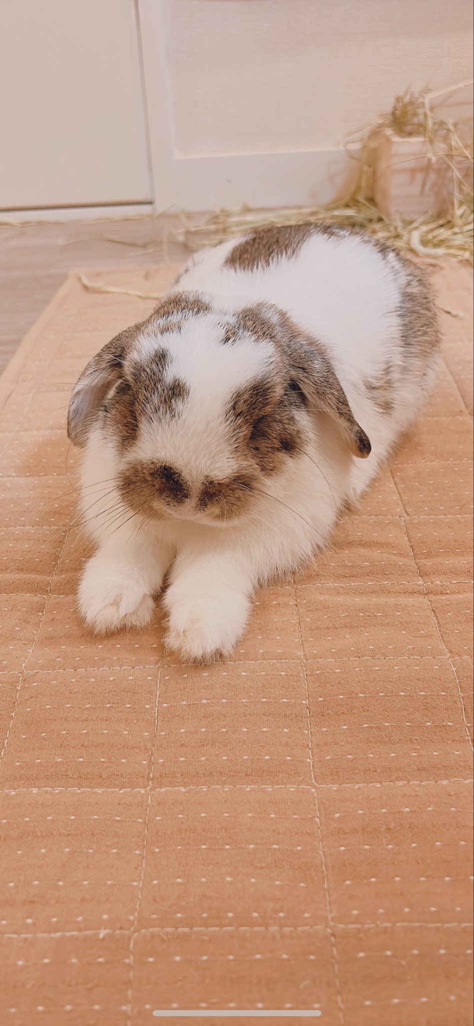 うさぎのうさじ on X: 