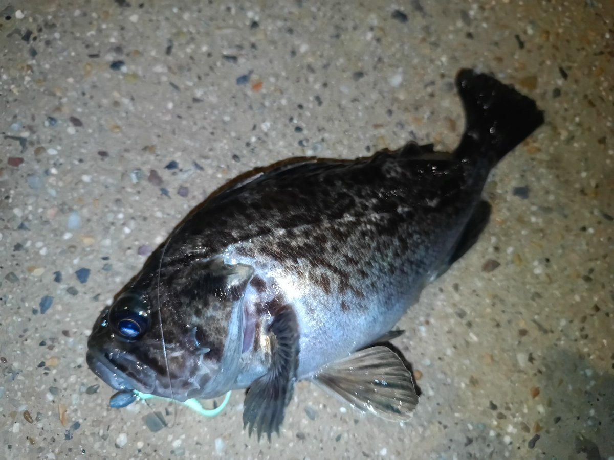 水温が随分下がったので朝間詰め狙い
いつもの遊び場には魚は居るが活性は高くなさそう
んで、へチニングしてるとクロソイが居てくれた
後はメバルの接岸待つだけかな

#クロソイ
#ロックフィッシュ
#釣り
#釣り好きな人と繋がりたい 
#ダイワ
#月下美人
#ブーティシェイク
#アジキラー
#マグバイト