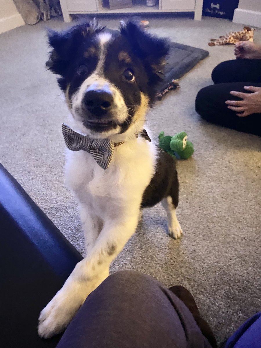 GeraldineGeorge's tweet photo. @Kesthecollie Good Morning Bess from Zeb. 🐾 https://t.co/uzkrzaHQB1