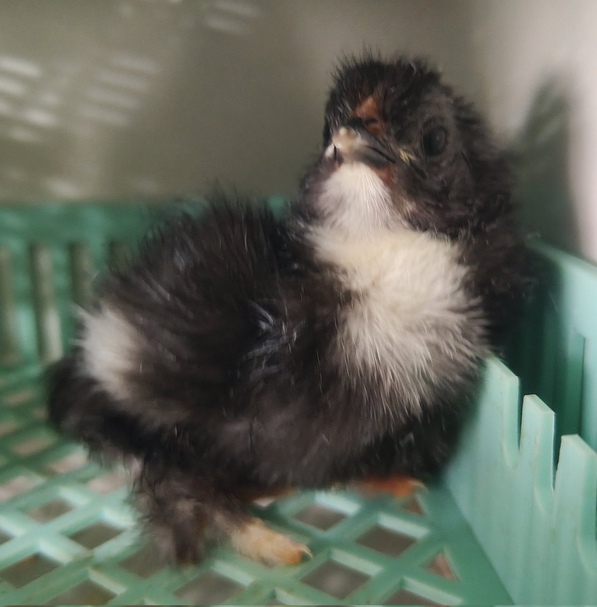 La prima Brahma nata in fattoria ❤️