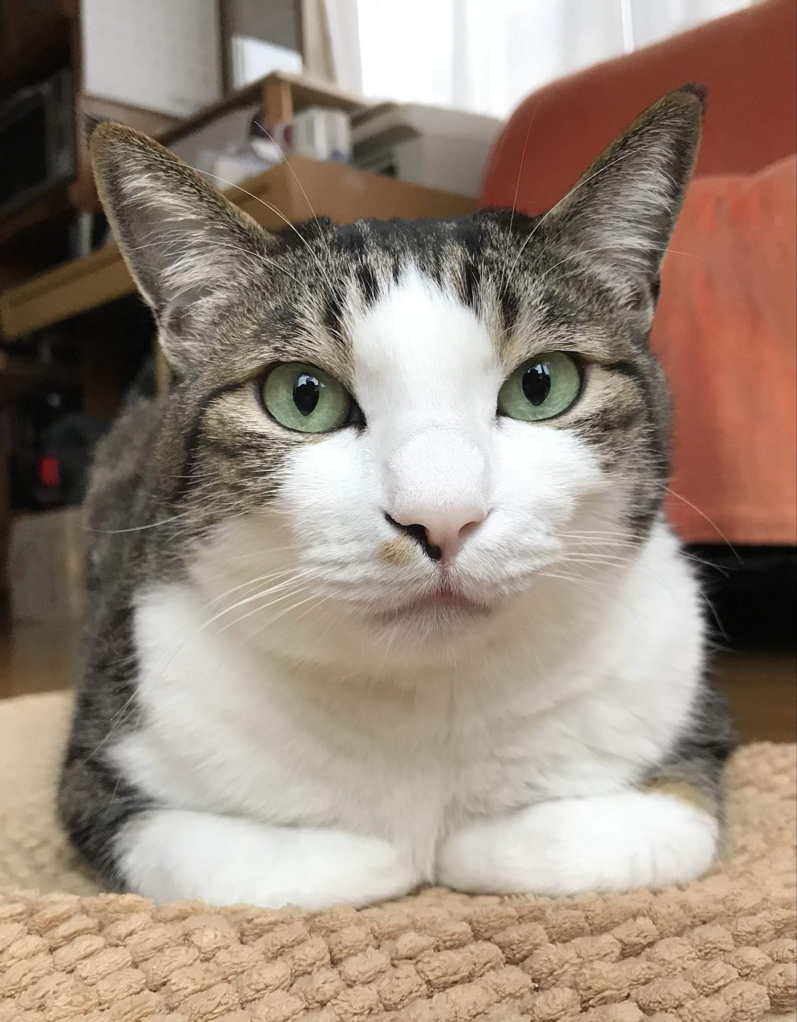 ねこ 信州ねこつぐら保存会🐾 on X: 