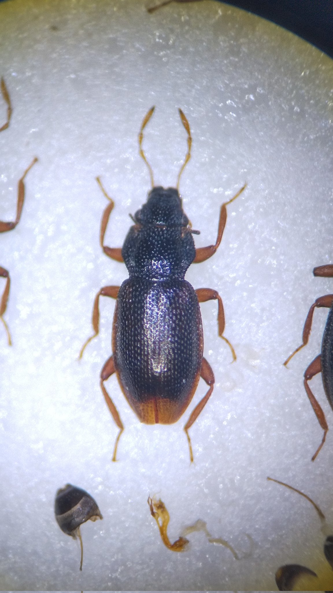 ヒラタD❗️ ヒヤリハット