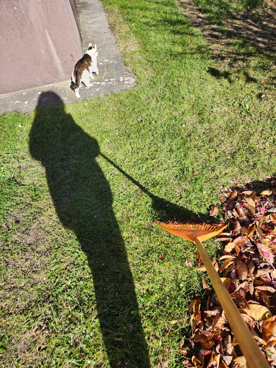 LadyInB43912586's tweet image. Październik,czyli czas 🍂🍁opadu.
Czas,którego Lwice zayebyście nie lubią.

Poniżej zmagania.‼️⬇️👇☀️🍁🍂😎😀👠👑

PS A&quot;Kasia&quot;pilnuje,żeby było dokładnie...😀

#liście #liść #ogród #natura #słońce #kot