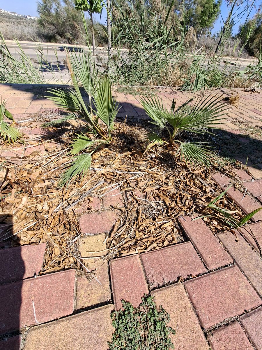 Todo llega.

Hoy el Ayuntamiento de Vera está limpiando el parque principal de Media Legua 🏞️. 

Nos alegramos y animamos a seguir desbrozando las aceras y vías 🌿.

Así sí.

Juntos avanzamos. Asociación de vecinos Veraplayazul, cuando lo único importante es Vera.