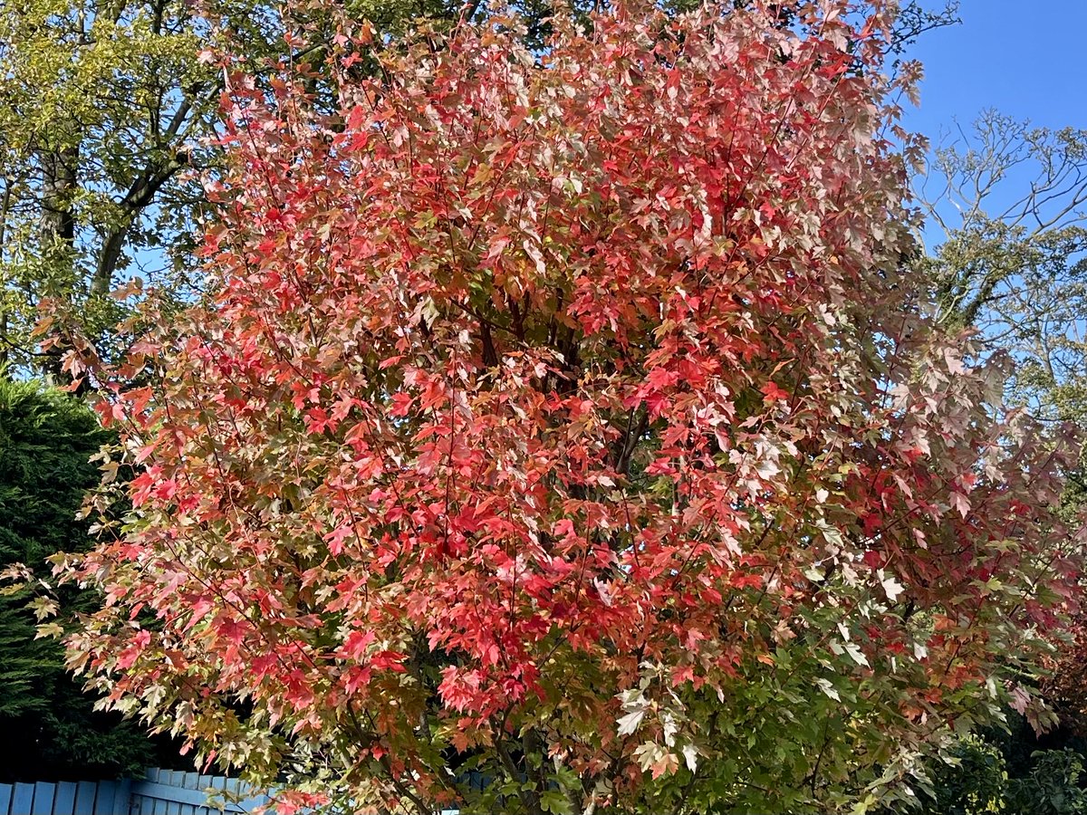 Stunning autumn colours in the Dickson garden.