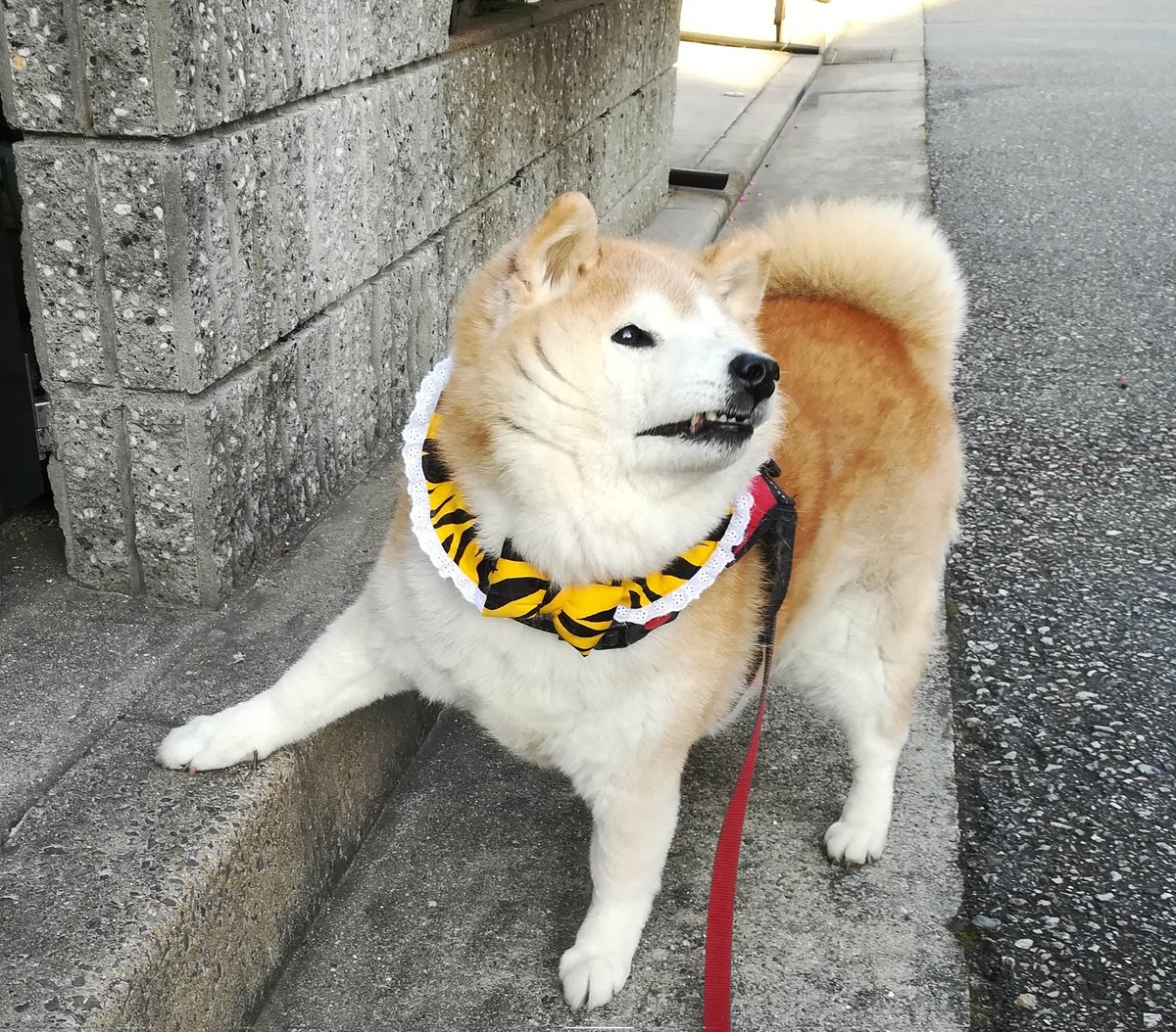 北海道か九州かどっちに行くんや？