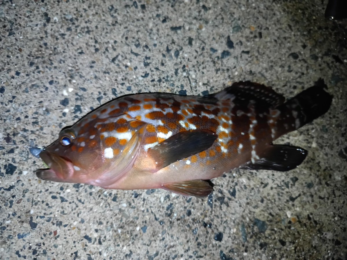 ボトムワインドやら巻くだけとか色々やってるなにやらモグモグしてる当たりあって合わせてみるとキジハタが釣れてくれました
サイズは小さめですがまだ釣れるのは嬉しい限りですね

#キジハタ
#アコウ
#ハタ
#ロックフィッシュ
#釣り
#ダイワ
#月下美人
#チャッキー
#アジキラー
#マグバイト