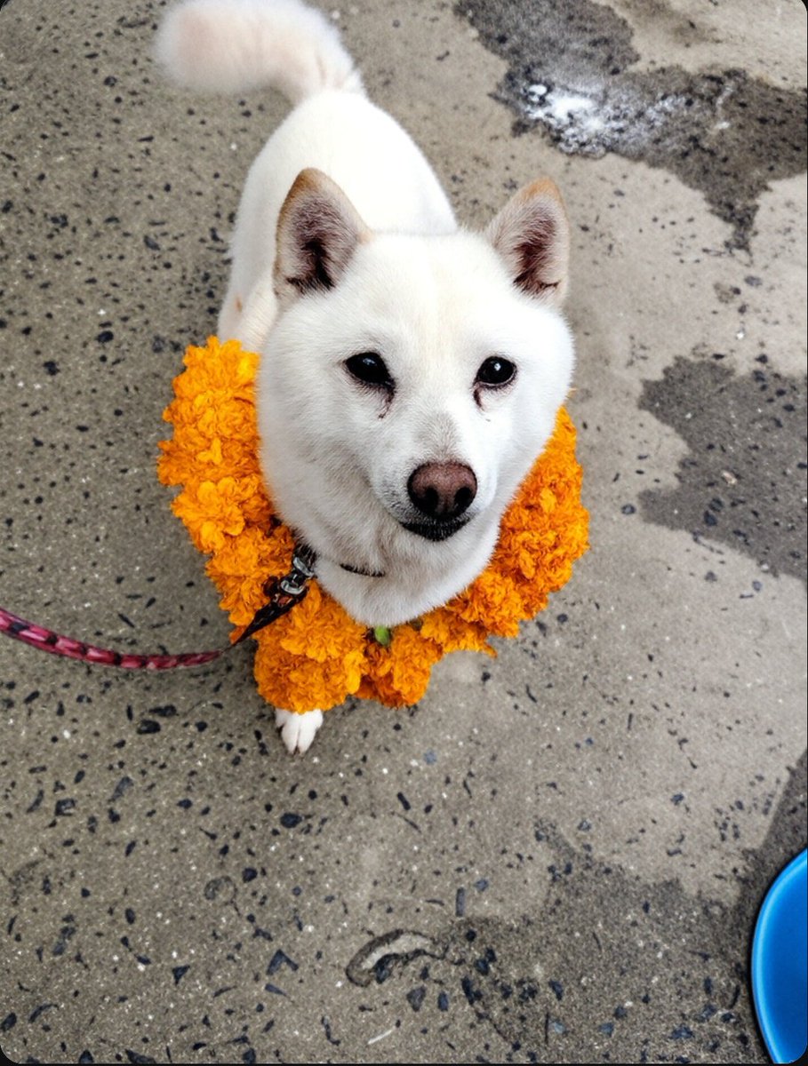 れんれんママ🦍 on X