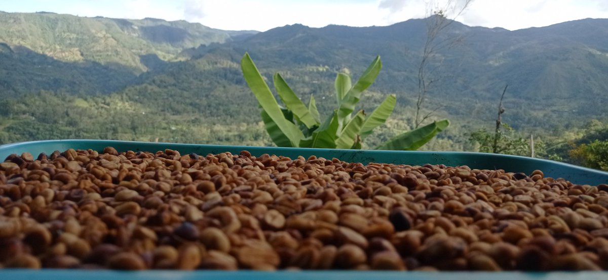 Una gran semana y no olvides darle Encanto&amp;Aroma a tu vida #CafeHoney <a href="/AromaCafes/">Aroma de Café</a> <a href="/cafealtaloma/">Café Altaloma</a> <a href="/CafeMaru_10/">Café Maru</a> <a href="/Dianapa00/">✨dIaNaPa ✨</a> <a href="/IsaRey04/">Isa</a> <a href="/JCDMwinner1133/">007 Bond J. Bond</a> <a href="/Palejaz/">Pecas y lunares</a> <a href="/TerritorioBoy/">Boyacá Territorio De Sabores</a> <a href="/unamarcelita/">unamarcelita</a> <a href="/MaSilenaOvalle/">MS</a> <a href="/Waltersilva_/">Walter Silva</a> <a href="/CafedeColombia/">Café de Colombia</a>