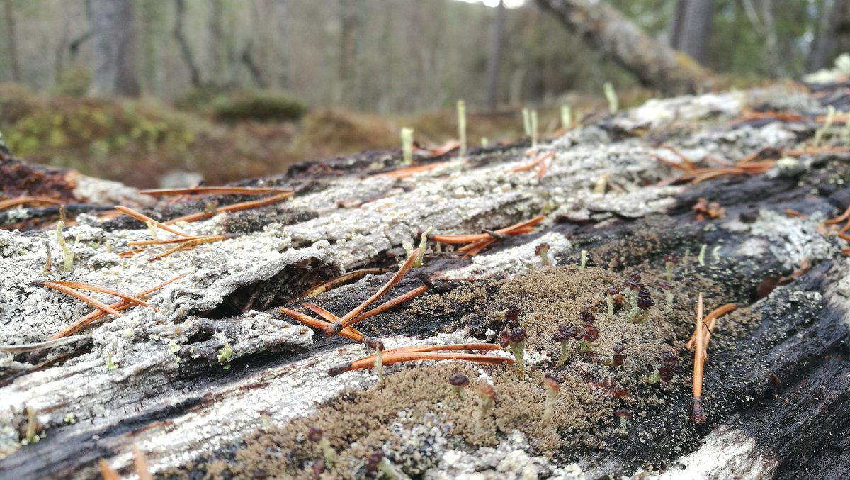 MLiimatainen's tweet photo. Paltamon Miesjärvellä @UPM_Metsa haluaa väkisin hakata @S_Pankki #metsä -rahaston vanhan metsän, joka täynnä uhanalaisia &amp; silmälläpidettäviä lajeja. Aarninappu, kantoraippasammal, hömö- ja töyhtötiainen, hongantorvi- &amp; silomunuaisjäkälät ym... FSC-sertifiointirike #vastuullisuus https://t.co/7rN67ScHZL