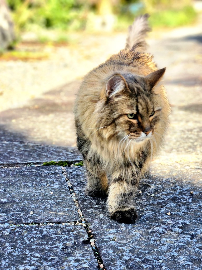 バルおじいさん😸
久しぶりに庭散歩🍁
ヨイショヨイショ🐾🐾
家の中より動きが軽やか‼️

#猫のいる暮らし 
#老猫
