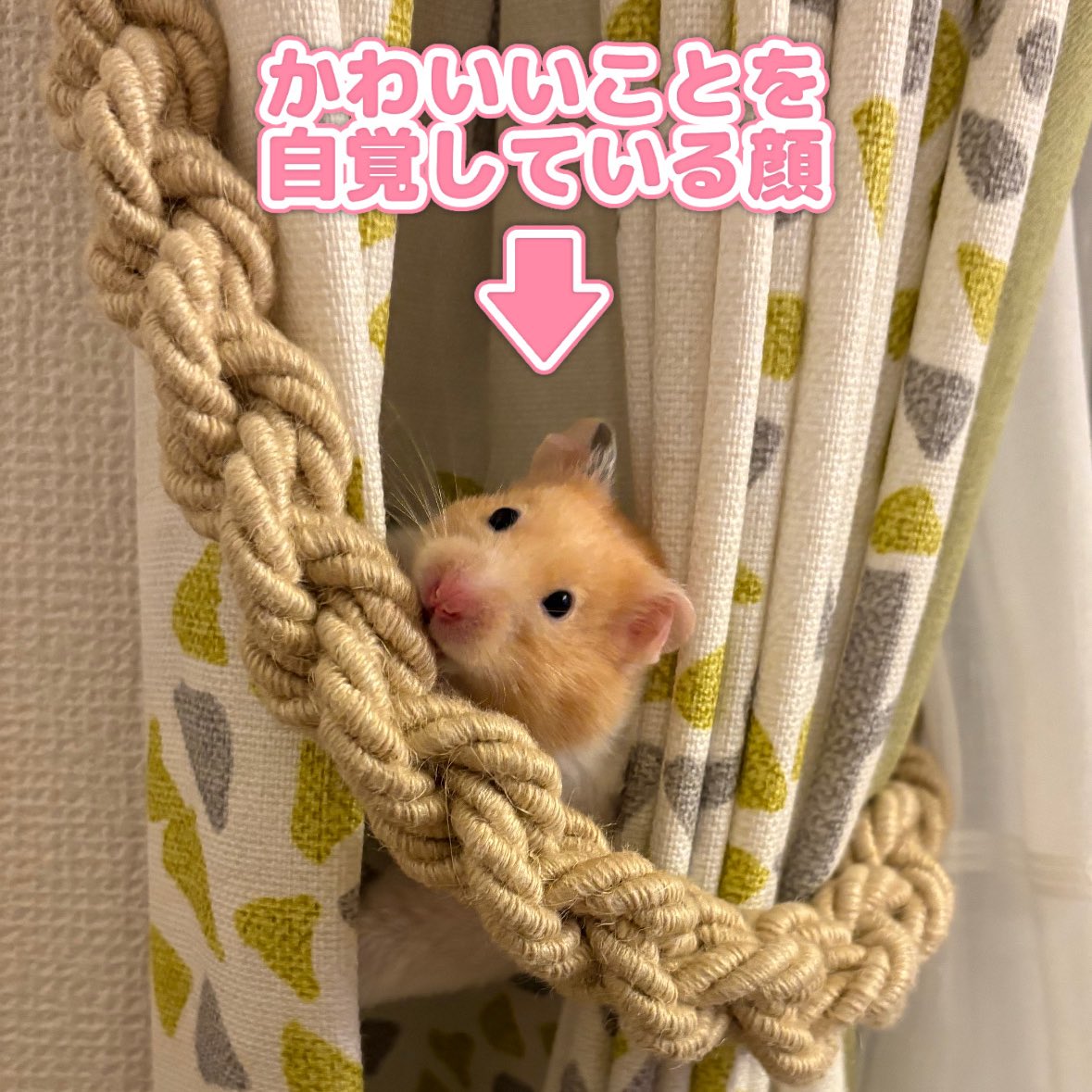 めめハムちゃん🐹 (@nagihagiyubeshi) on Twitter photo 