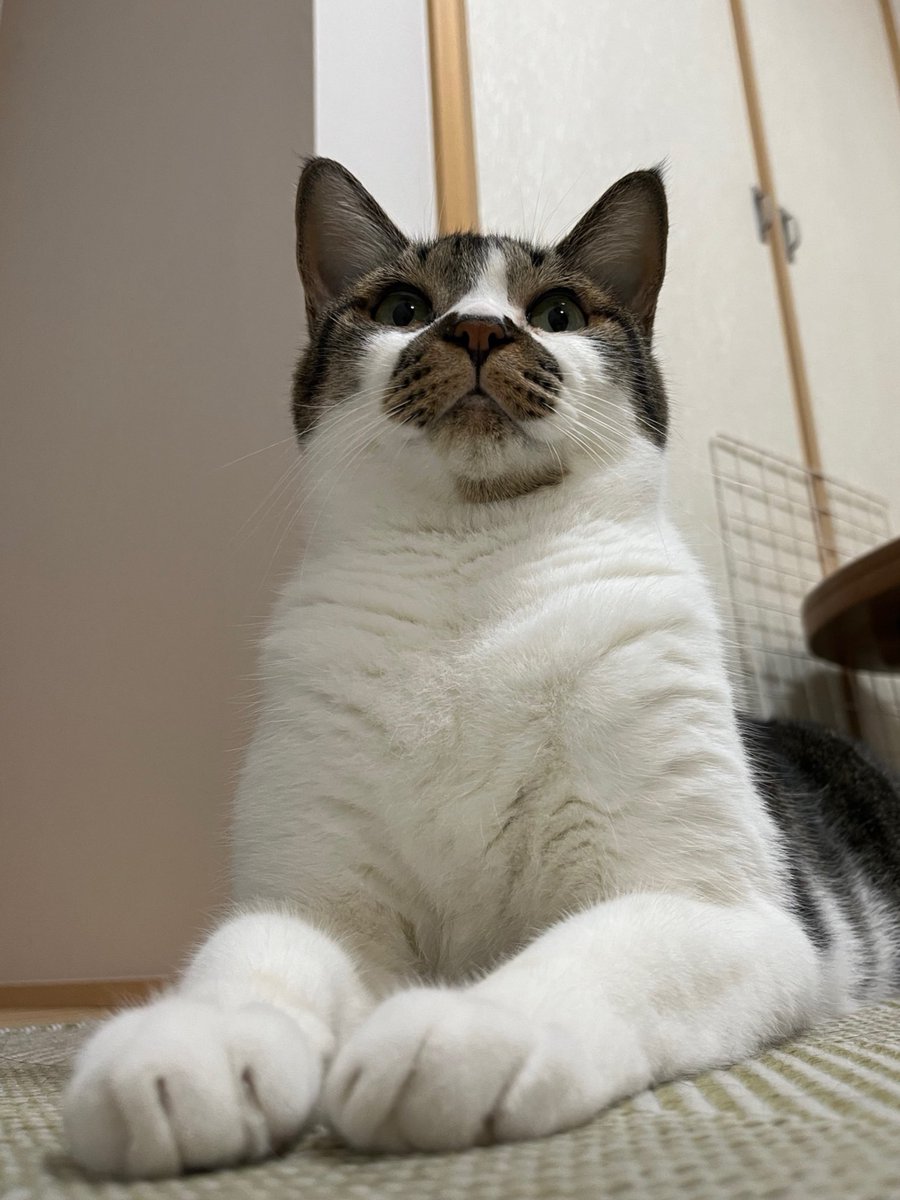 かっこよく撮れたよ
#ねこ #猫の顔に猫