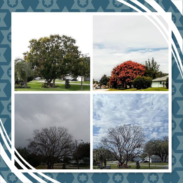 LeeA08061790's tweet image. #singletree in all seasons🏝