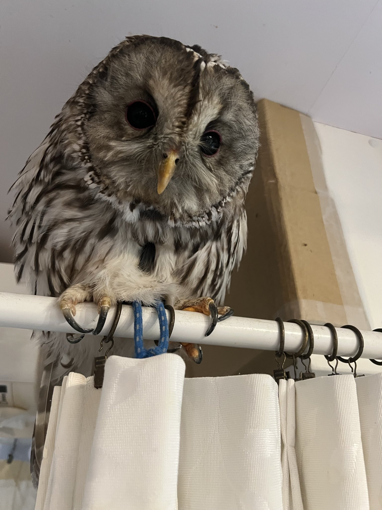  バード　owl フクロウ ふくろうの里 Owl Village on X: 