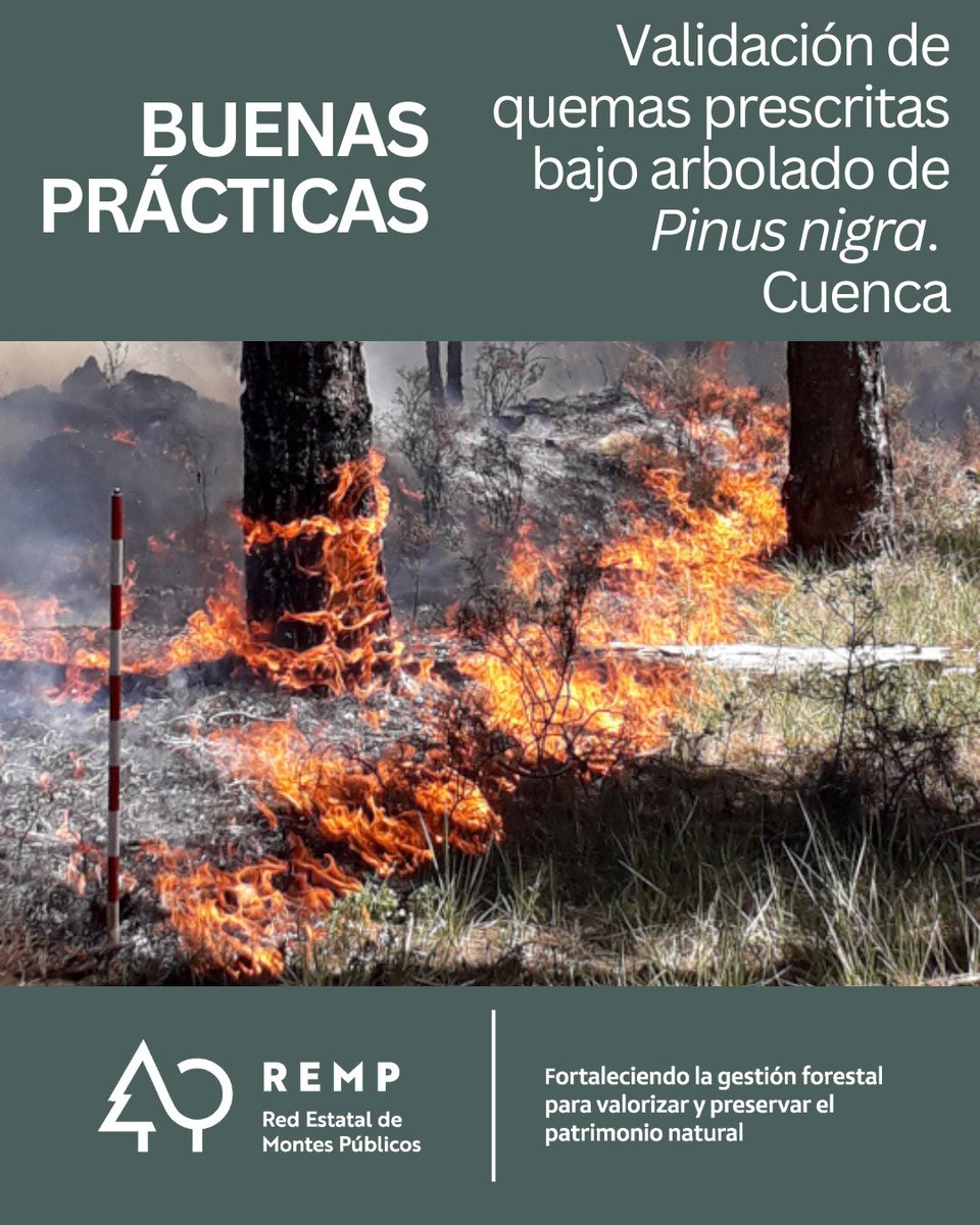 REMP_es's tweet image. ¿Sabías que las quemas prescritas son aliadas frente al cambio climático?

Conoce más sobre esta #BP_REMP en remp.es/buenas-practic…

@FBiodiversidad 

#PlanDeRecuperación #ProyectosPRTR