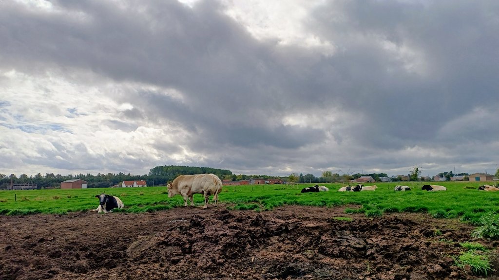 Ronny Popelier (@juron26) on Twitter photo #vrtweer Ronny Popelier Ooigem 13h15 #vrtweer Ronny Popelier Ooigem 13h15