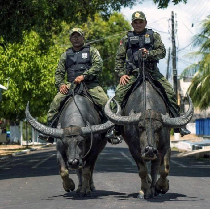 Rainmaker1973's tweet photo. Fun fact.

Police in Brazil use water buffalo to chase criminals who try to escape through rivers and swamps. https://t.co/se39JRPRw5