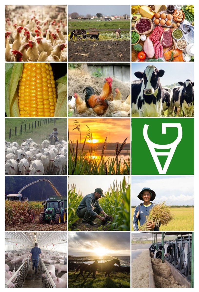 GuiAgropecuaria: Estar al día, es estar informado. 
El Campo es la Solución 🌽🐄🚜

Reporte Semanal Mundial GuiAgropecuaria: 
Edición Nº 6

leer en 👇guiagropecuaria.blogspot.com/2025/10/report…

#elcampoeslasolución
#guiagropecuaria
#vidarural
#noticiasagro
#agromundo
#mundoagro
#AgroInteligente