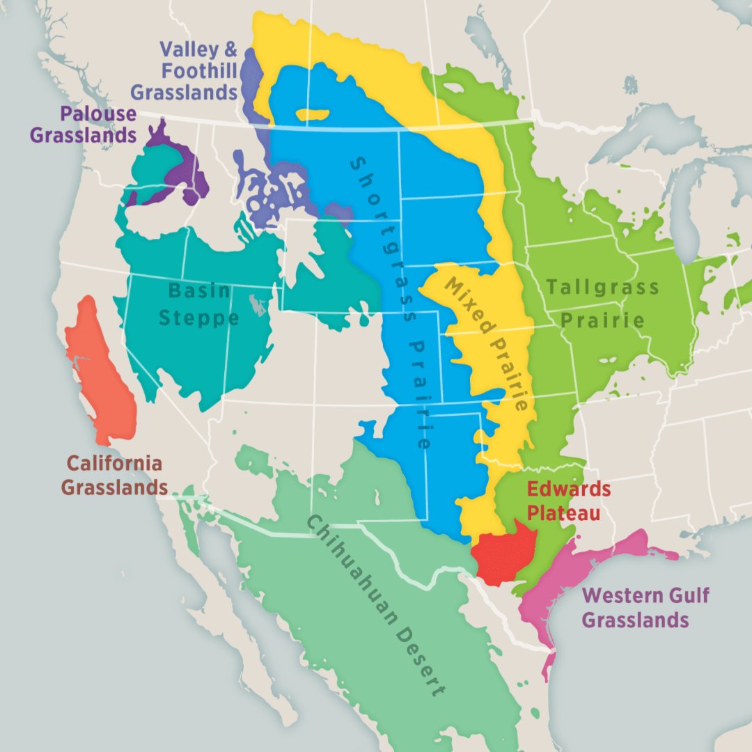 PatrickHeizer's tweet image. North America has the highest quality grasslands and savannas in the entire world.

We could and should be entirely independent from globalized meat production.

Any meat import is a policy error.