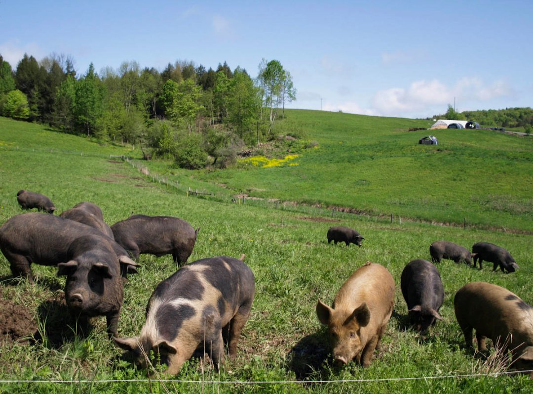 North America has the highest quality grasslands and savannas in the entire world.

We could and should be entirely independent from globalized meat production.

Any meat import is a policy error.