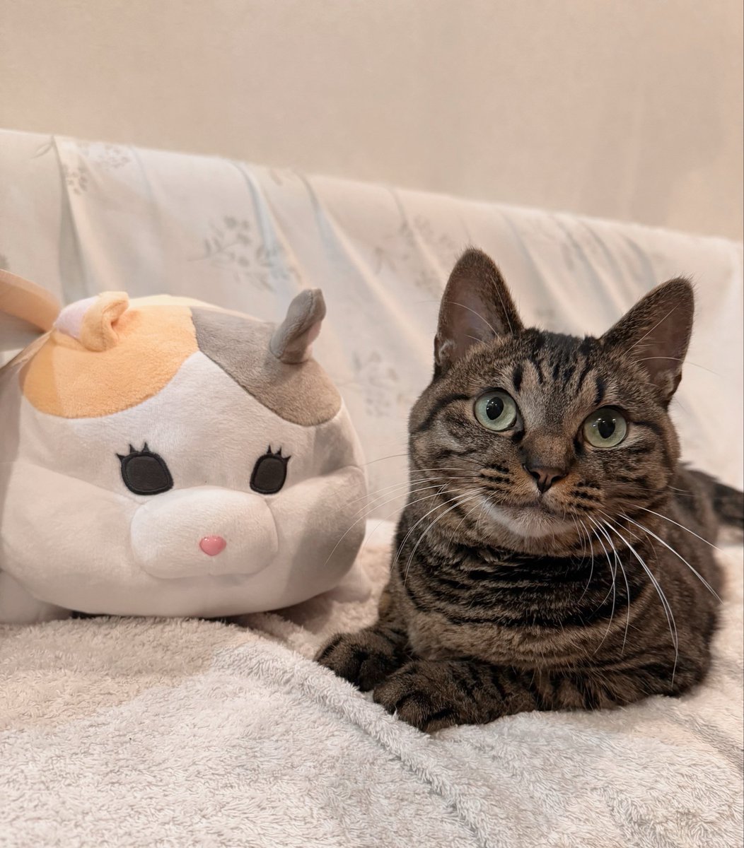 ファットキャット