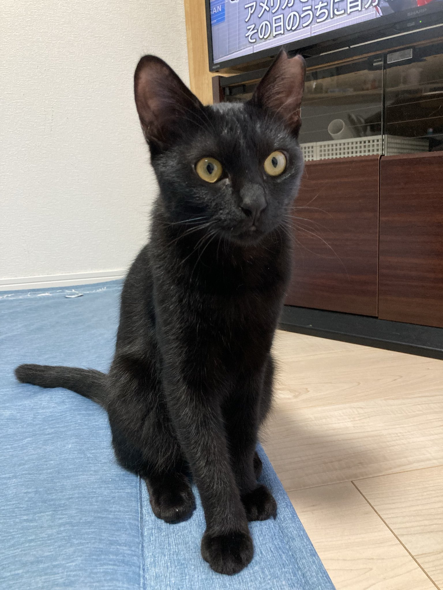 黒猫 黒猫と首輪 : WINDY BOOKS on line - 通販 - Yahoo!ショッピング