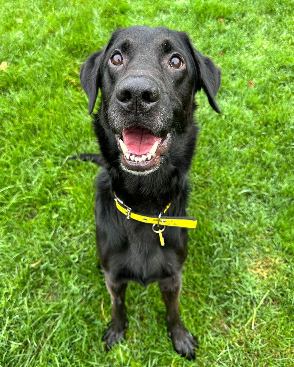 Meet Trooper🐾 This lovely guy is a German Sheppard cross Lab and he is a bundle of joy💛 Trooper would make a loving and fun addition to any family!🐕 He is looking for a home with children aged 10 and over and could potentially live with another dog pending a successful pair up