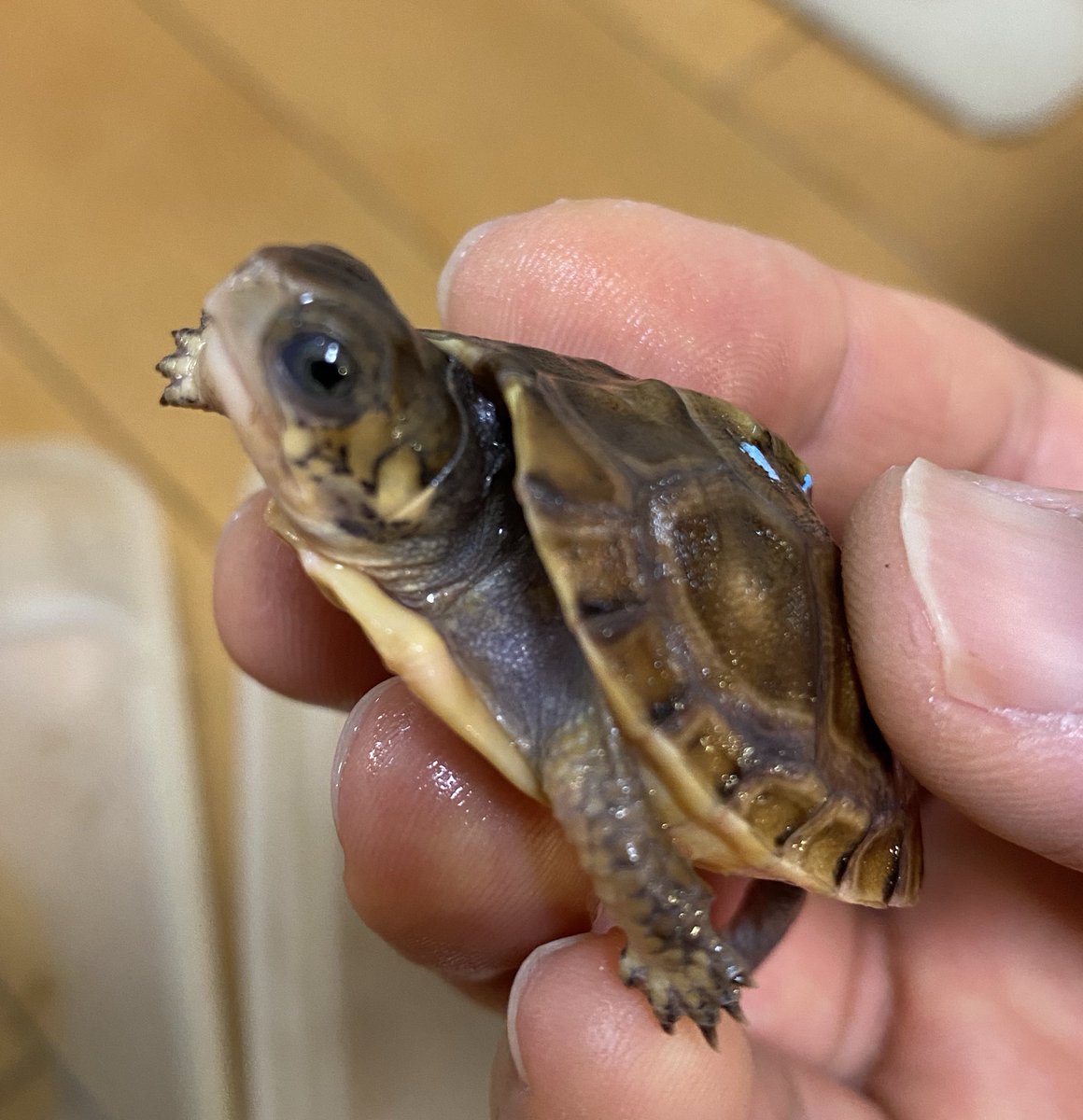 あふろなピアノ弾き🐢 on X