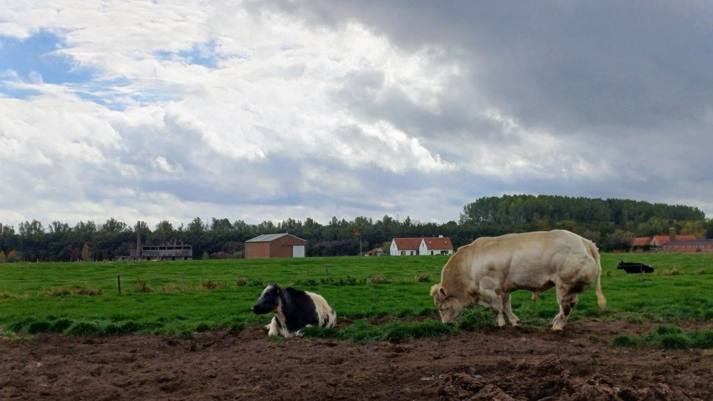 Ronny Popelier (@juron26) on Twitter photo #vrtweer Ronny Popelier Ooigem 13h16 #vrtweer Ronny Popelier Ooigem 13h16