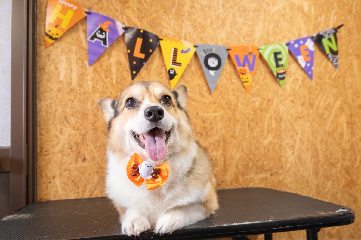 MiluluRui's tweet photo. シャンプーに行って、ハロウィン🎃 https://t.co/CW4vBF7HfD