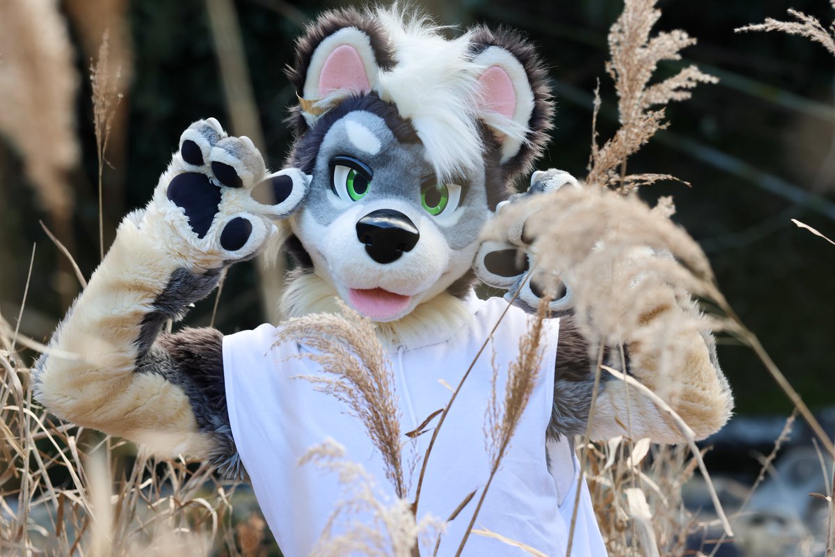 🐺😛✨

#FursuitEveryday