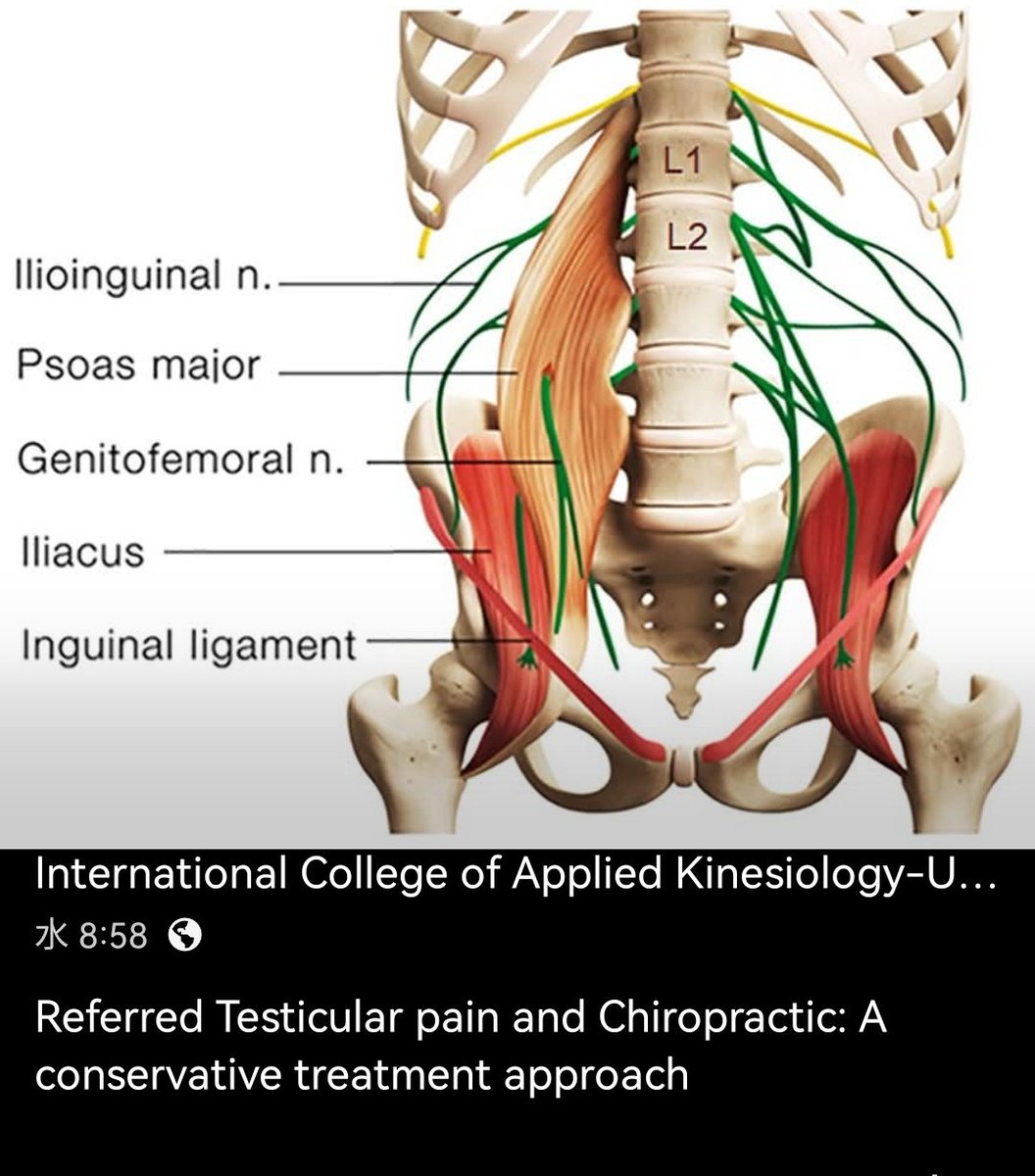 Applied Kinesiology 解剖図 フレーム付きカイロ！整体！オステ Applied Kinesiology 解剖図 フレーム付きカイロ！整体！オステ