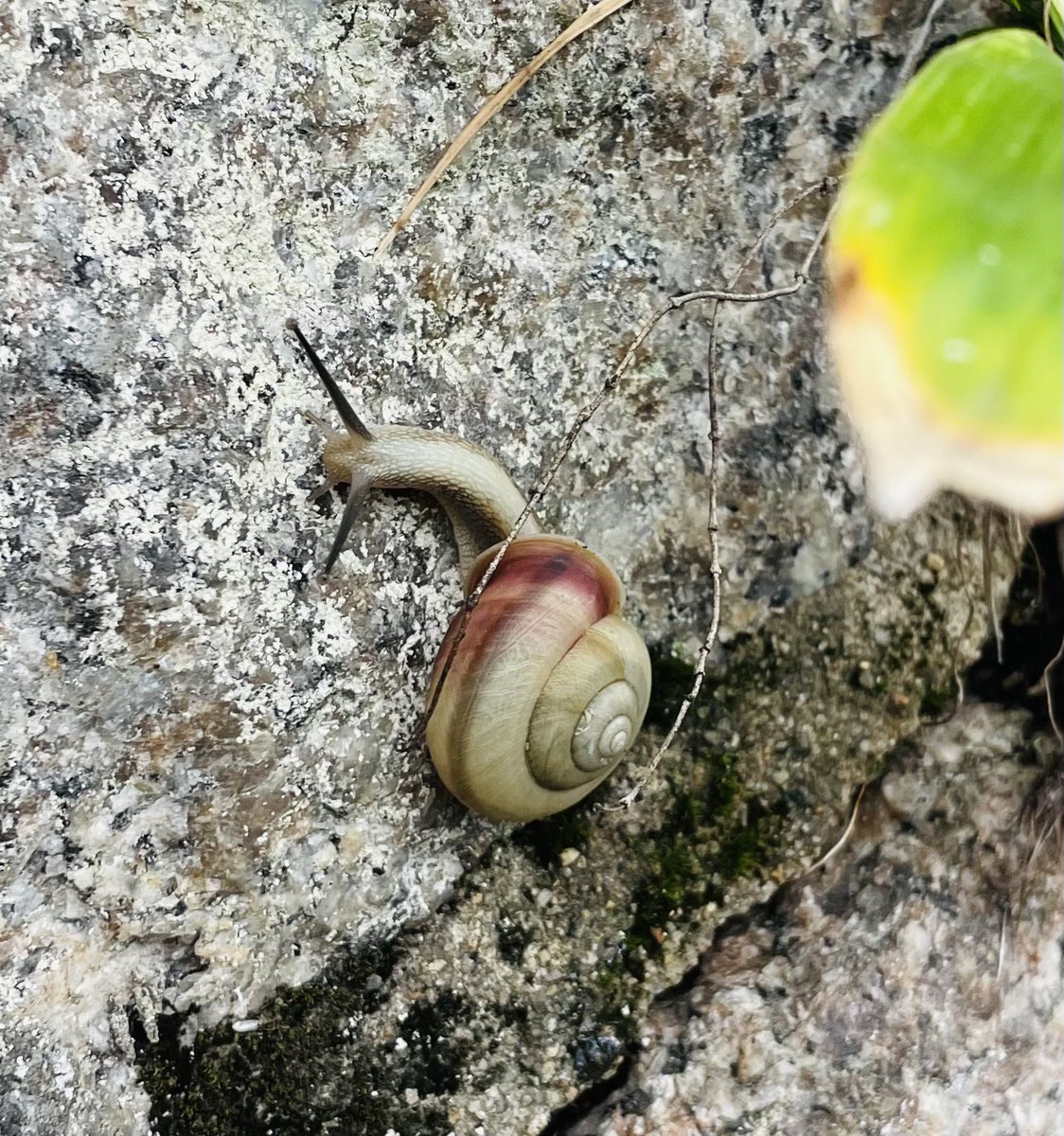 カタツムリ様 スズカSuzuka🗾🐌 (@pTeLaNOGHRtRPQ6) / Posts / X